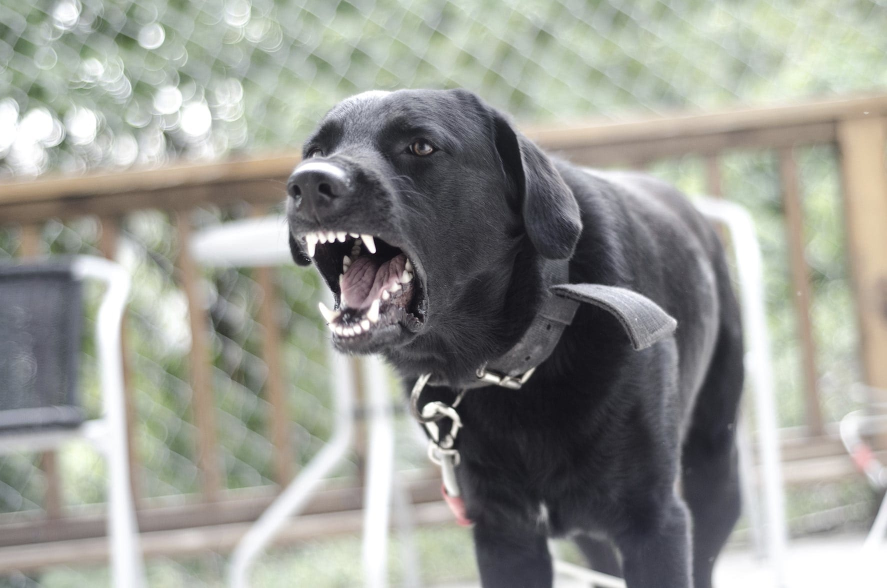 Angry Dog Barking And Showing Teeth Stock Photo