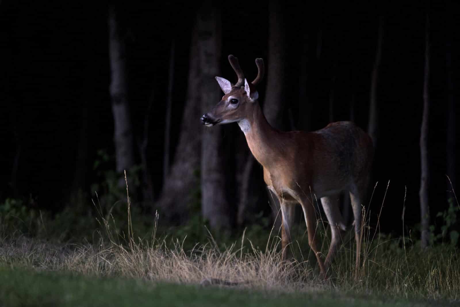 A deer stands beside a road at night in Colorado Springs.