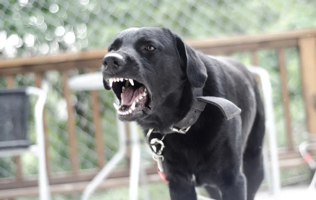 Dog Bite Attorneys in Colorado Springs | Call 719-520-9909