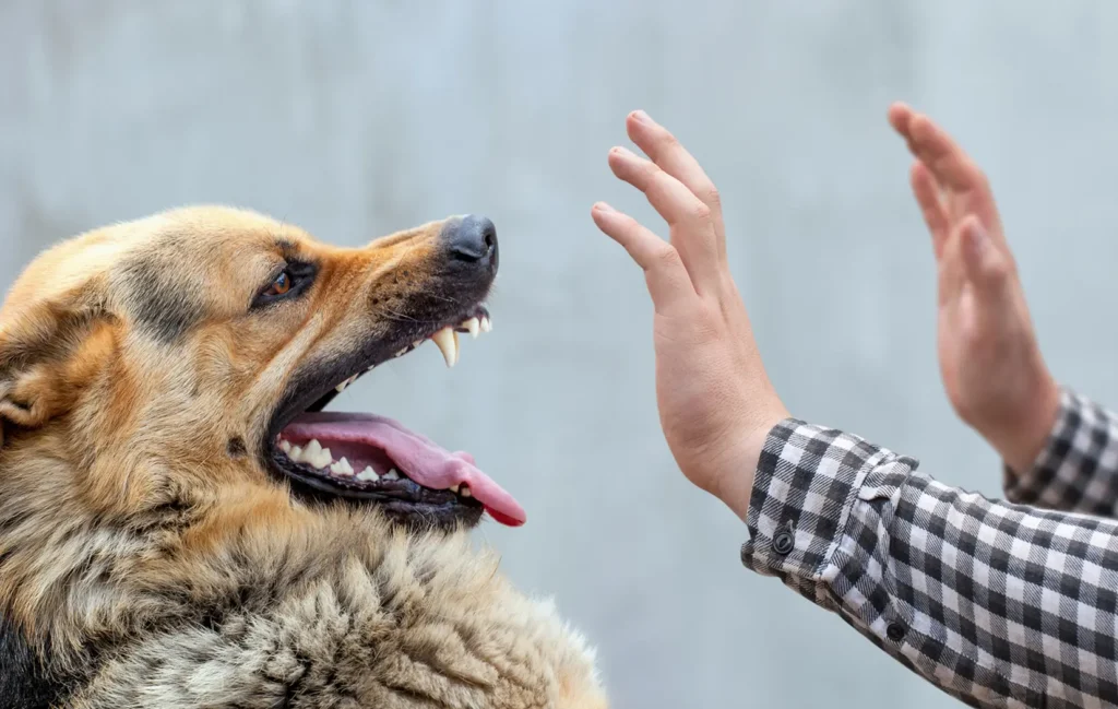 Dog Bite Attorneys in Colorado Springs | Call 719-520-9909