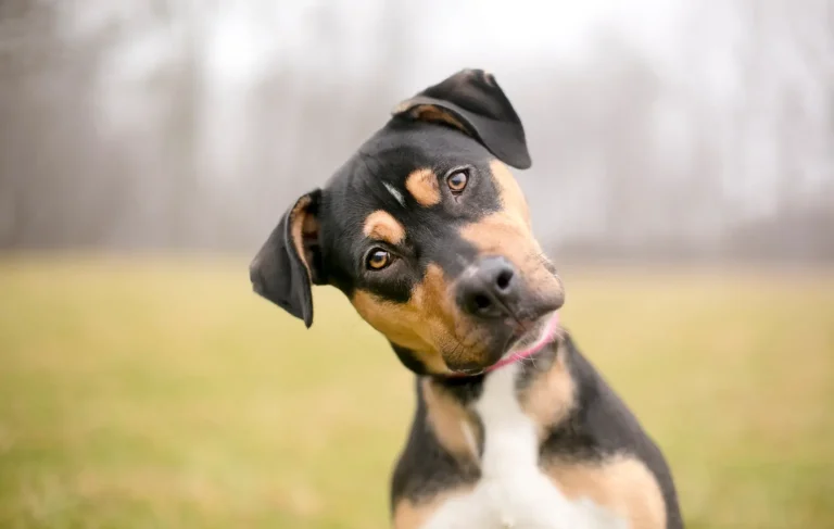 Does a Dog Owner’s Homeowner’s Insurance Cover Dog Bite Claims in Colorado Springs?