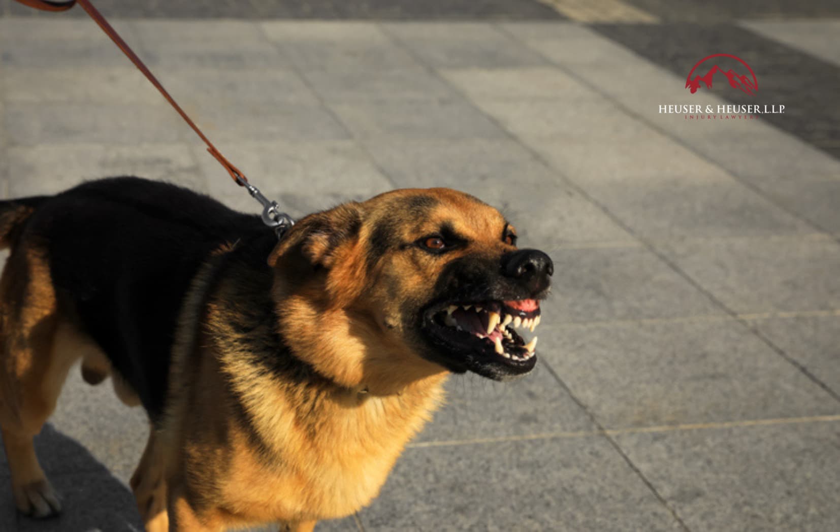 What You Need to Know About the Colorado Dog Bite Law
