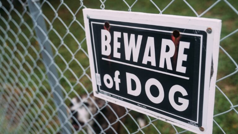Everything You Need to Know to Prevent Dog Bite Injuries